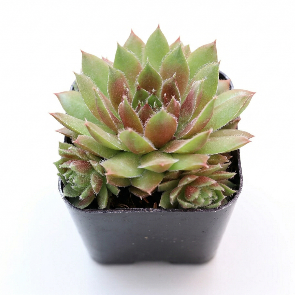 Sempervivum 'Ohu Om Ohu'