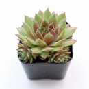 Close-up of Sempervivum 'Ohu Om Ohu' in a clay pot on a white background, green succulents, indoor succulents, succulent care guide, buy succulents online