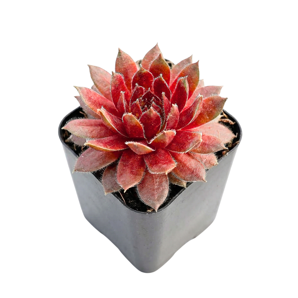Potted Sempervivum 'Ohu Om Ohu' on a white background, green succulents, indoor succulents, succulent care guide, buy succulents online