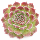 2 inch Sempervivum 'Pacific Trails', pink succulents, indoor succulents, succulent care guide, buy succulents online