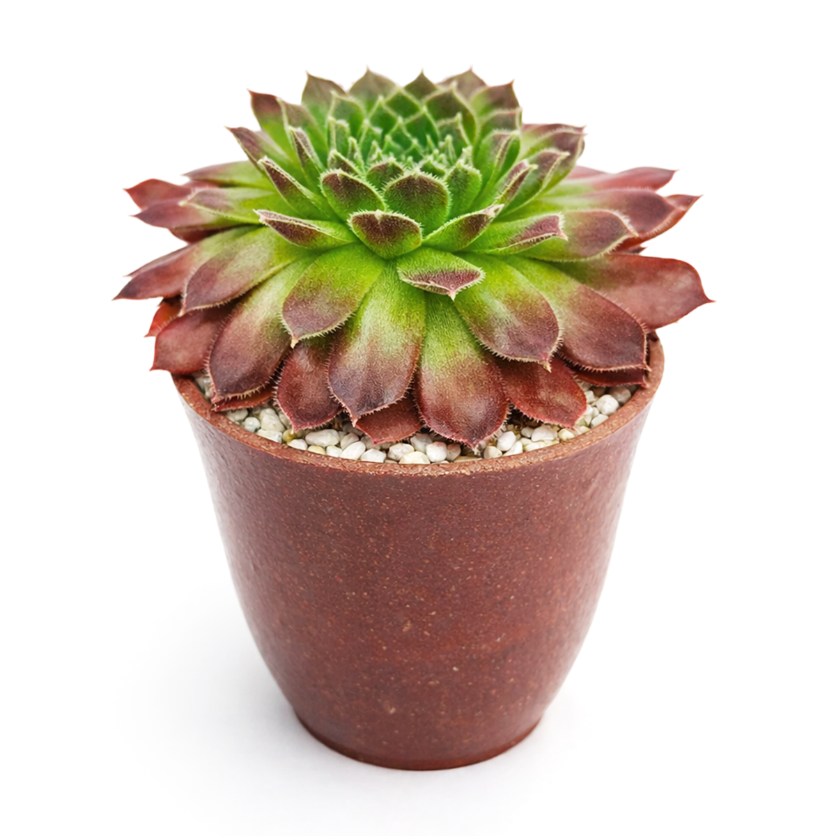 buy 2 inch sempervivum pacific trails hens and chicks online, sempervivum pacific trails colorful rosette succulent, low maintenance sempervivum for sunny gardens
