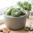 8-pack of 2" live plants for sale. Pick eight favorite plants and enjoy a variety of compact plants in 2" pots. Great for plant collections, gifting, decorating small spaces, and indoor gardening.