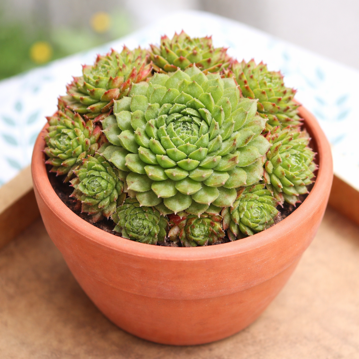 2 inch Sempervivum 'Pixie' , green succulents, indoor succulents, succulent care guide, buy succulents online