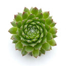 2 inch Sempervivum 'Pixie' , green succulents, indoor succulents, succulent care guide, buy succulents online