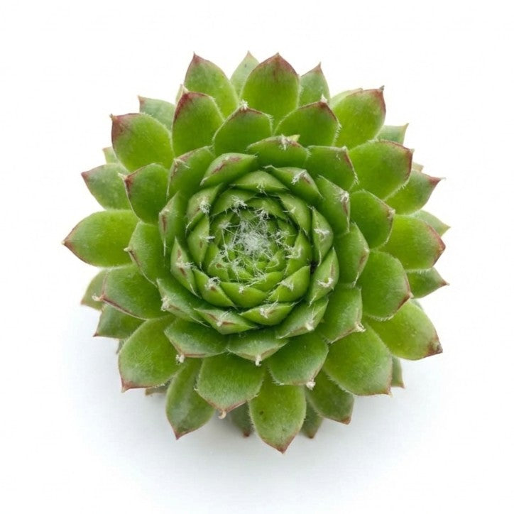 2 inch Sempervivum 'Pixie' , green succulents, indoor succulents, succulent care guide, buy succulents online
