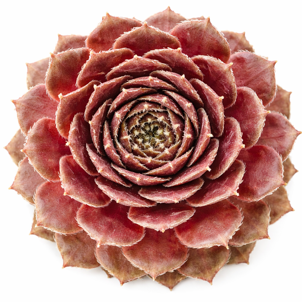 2 inch Sempervivum ‘Pompeon’, red succulents, indoor succulents, succulent care guide, buy succulents online