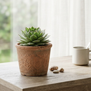 8-pack of 2" live plants for sale. Pick eight favorite plants and enjoy a variety of compact plants in 2" pots. Great for plant collections, gifting, decorating small spaces, and indoor gardening.