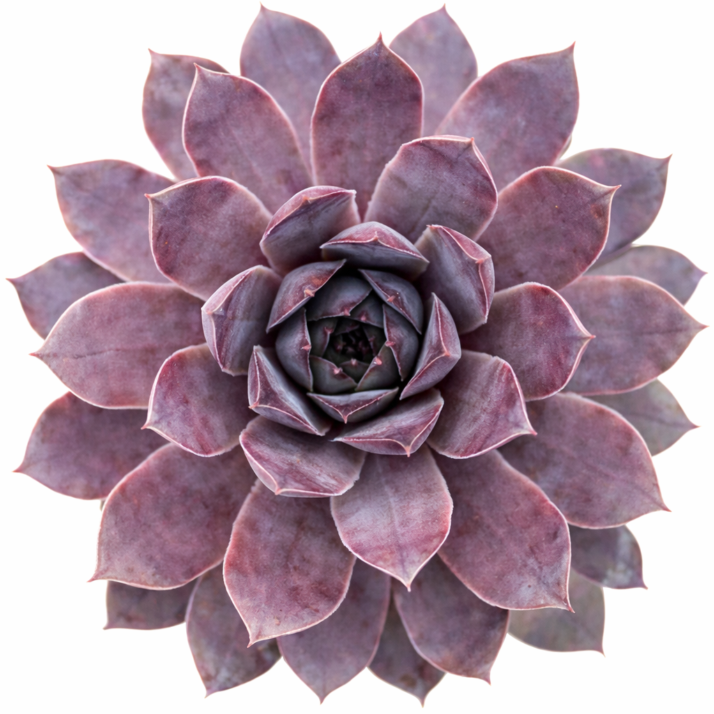 2 inch Sempervivum 'Purple Passion', green succulents, indoor succulents, succulent care guide, buy succulents online