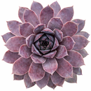 2 inch Sempervivum 'Purple Passion', green succulents, indoor succulents, succulent care guide, buy succulents online