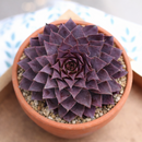 2 inch Sempervivum 'Purple Passion', green succulents, indoor succulents, succulent care guide, buy succulents online