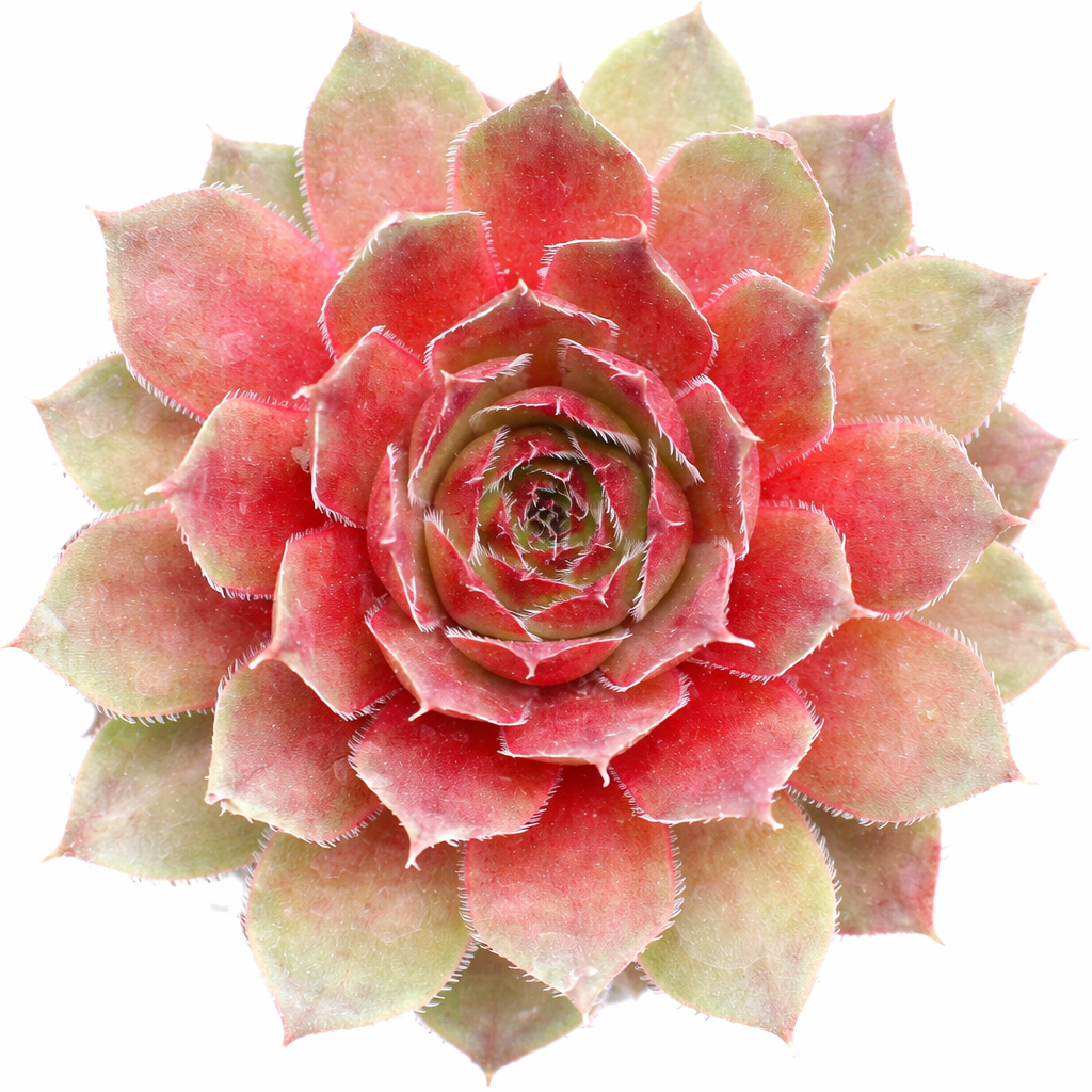 red rubin succulent Sempervivum 'Red Rubin'