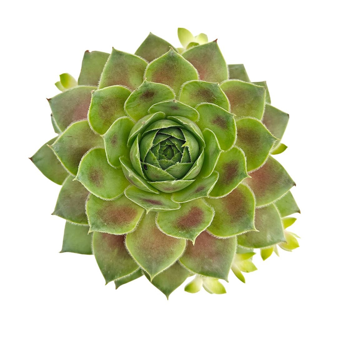 2 inch Sempervivum Red West, buy succulents online, drought-tolerant plants, succulent arrangements, succulent propagation