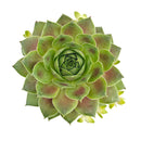 succulent arrangements, succulent propagation, succulent soil mix, succulent gifts
