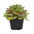 succulent arrangements, succulent propagation, succulent soil mix, succulent gifts
