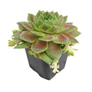 succulent arrangements, succulent propagation, succulent soil mix, succulent gifts
