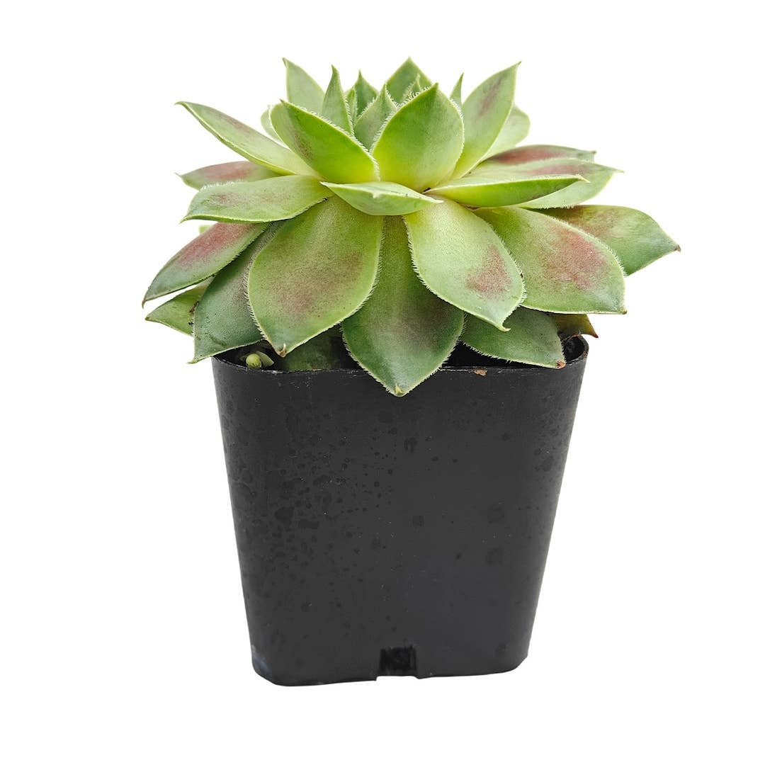 colorful succulents, low-maintenance plants, succulent rosettes, easy-to-grow plants
