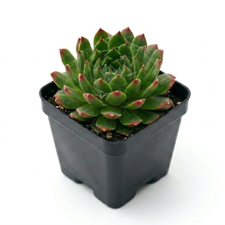 Sempervivum Red Pluche in 2in Grower Pot for sale online