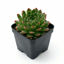 2 inch Sempervivum ‘Red Pluche’, red succulents, indoor succulents, succulent care guide, buy succulents online