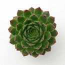 2 inch Sempervivum ‘Red Pluche’, red succulents, indoor succulents, succulent care guide, buy succulents online