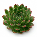 2 inch Sempervivum ‘Red Pluche’, red succulents, indoor succulents, succulent care guide, buy succulents online