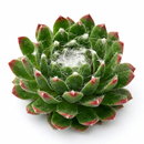 2 inch Sempervivum ‘Red Pluche’, red succulents, indoor succulents, succulent care guide, buy succulents online
