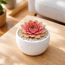 2 inch Sempervivum 'Red Rubin', red succulents, indoor succulents, succulent care guide, buy succulents online
