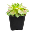 2 inch Sempervivum Red West, buy succulents online, drought-tolerant plants, succulent arrangements, succulent propagation