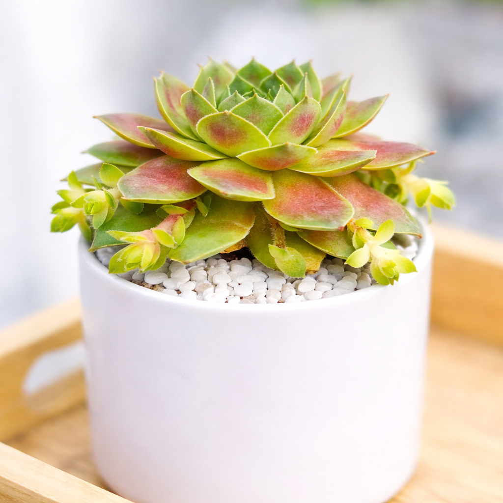 2 inch Sempervivum Red West, buy succulents online, drought-tolerant plants, succulent arrangements, succulent propagation