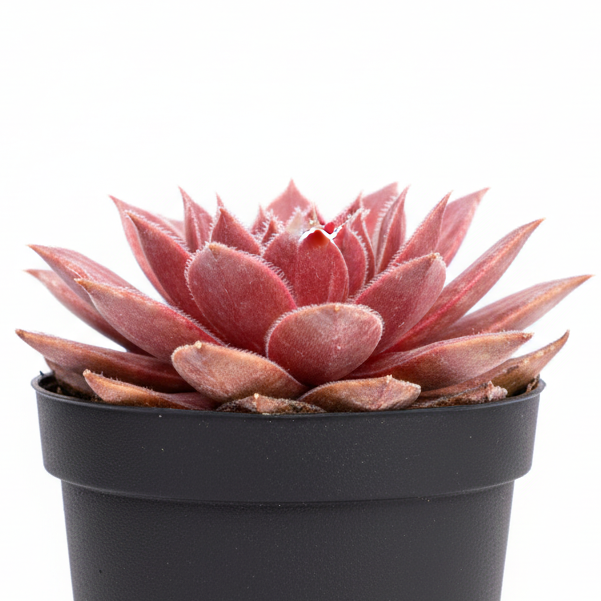 Sempervivum 'Red Wings for sale, how to grow succulents, succulent plant, succulent care tips, succulent subscription, succulents garden, Succulents, Succulents shop near me, Rare succulents