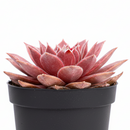 Sempervivum 'Red Wings succulent for sale online, green succulent, succulent gift ideas