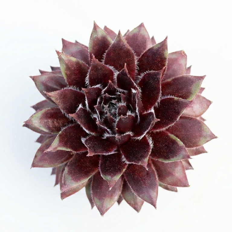 Buy Sempervivum Red Wings online, Unique red succulent for gift decor ideas