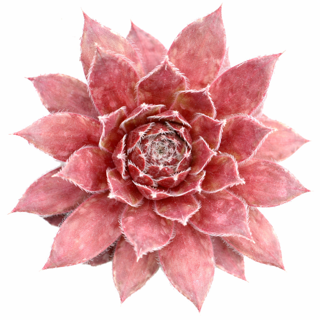 Sempervivum 'Red Wings succulent for sale online, green succulent, succulent gift ideas