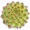 2 inch Sempervivum 'Reinhardt', Buy succulents online, Succulent plants for sale, Succulent gifts, Growing succulents indoors, Small indoor plants