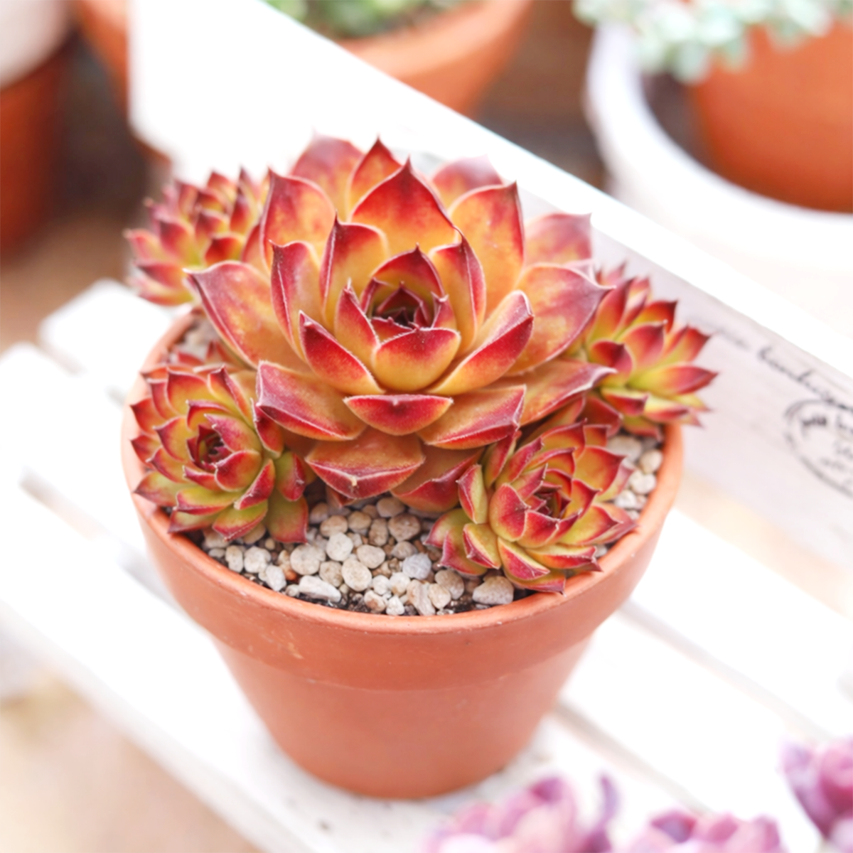 2 inch Sempervivum 'Reinhardt', Buy succulents online, Succulent plants for sale, Succulent gifts, Growing succulents indoors, Small indoor plants