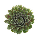 Sempervivum Sea Foam in California, How to grow Sempervivum Sea Foam, rare succulents, rare succulents for sale, unique succulents