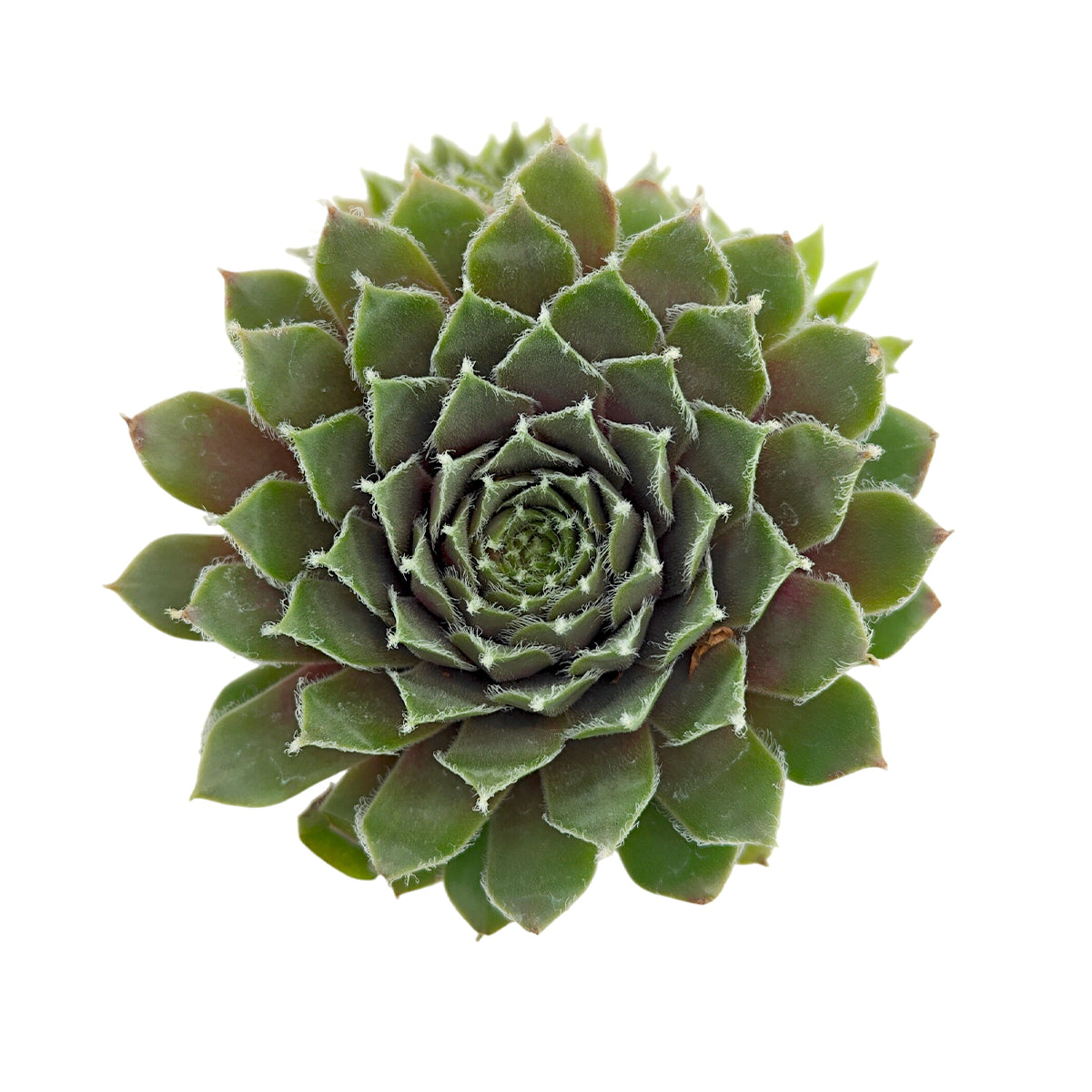 Sempervivum Sea Foam for sale, how to grow succulents, succulent plant, succulent care tips, succulent subscription, succulents garden, Succulents, Succulents shop near me, Rare succulents