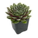 Sempervivum Sea Foam in California, How to grow Sempervivum Sea Foam, rare succulents, rare succulents for sale, unique succulents