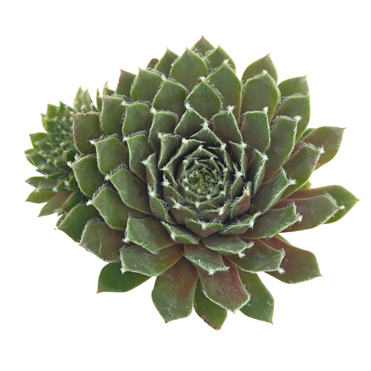 buy succulents online, rare succulent, succulent shop, unusual succulents, succulent store, succulents online