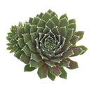 Sempervivum Sea Foam in California, How to grow Sempervivum Sea Foam, rare succulents, rare succulents for sale, unique succulents