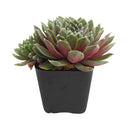 Sempervivum Sea Foam in California, How to grow Sempervivum Sea Foam, rare succulents, rare succulents for sale, unique succulents