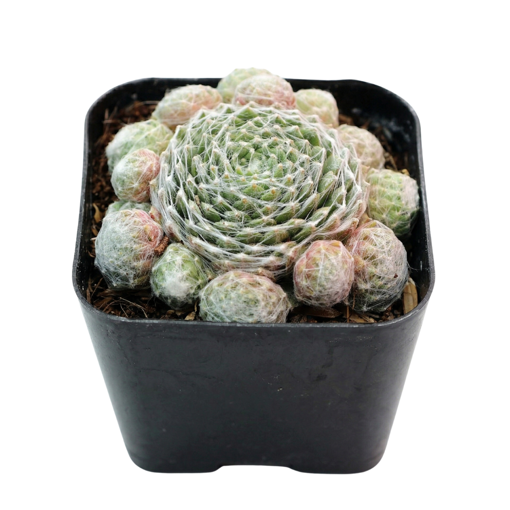 Close-up of a Sempervivum 'Silver Angel', green succulents, indoor succulents, succulent care guide, buy succulents online