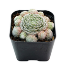 Close-up of a Sempervivum 'Silver Angel' in a clay pot with a white background, green succulents, indoor succulents, succulent care guide, buy succulents online