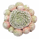 Close-up of a Sempervivum 'Silver Angel' in a clay pot with a white background, green succulents, indoor succulents, succulent care guide, buy succulents online