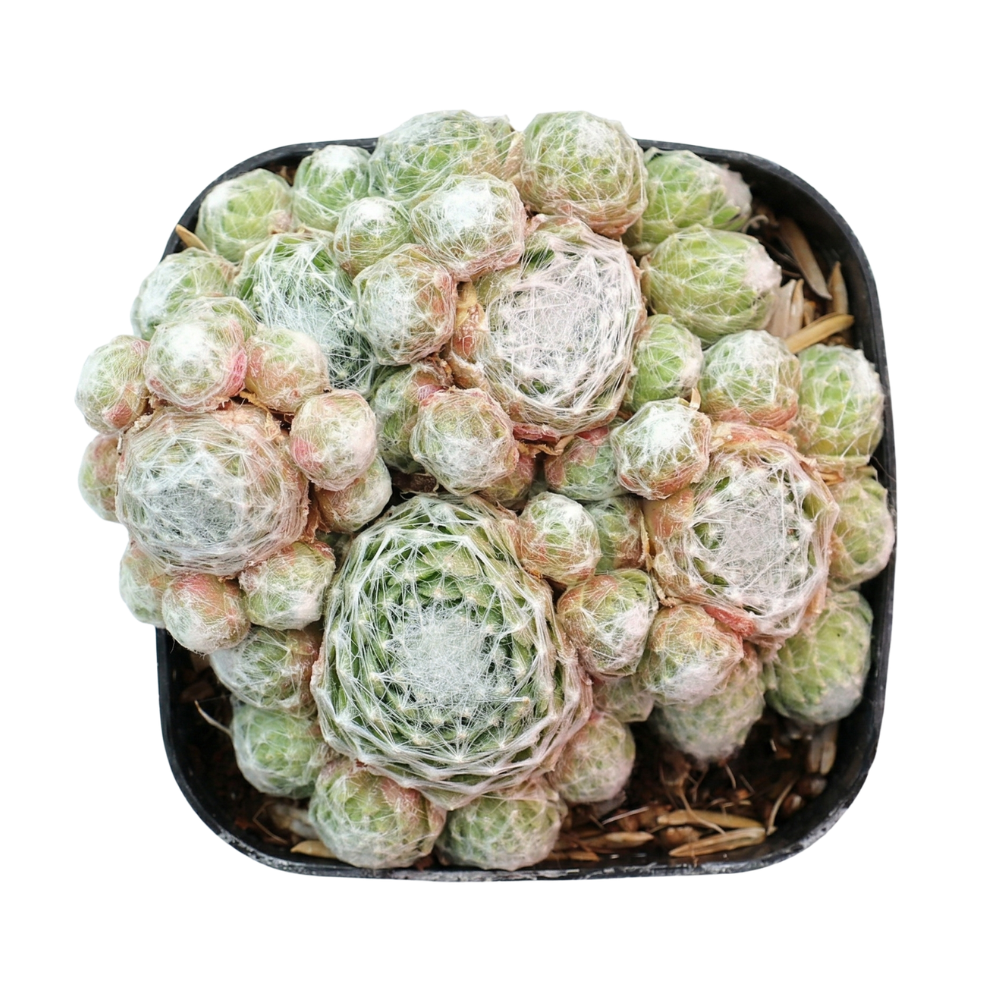 Potted Sempervivum 'Silver Angel' with a white background, green succulents, indoor succulents, succulent care guide, buy succulents online