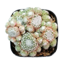 Close-up of a Sempervivum 'Silver Angel' in a clay pot with a white background, green succulents, indoor succulents, succulent care guide, buy succulents online