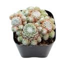 Close-up of a Sempervivum 'Silver Angel' in a clay pot with a white background, green succulents, indoor succulents, succulent care guide, buy succulents online