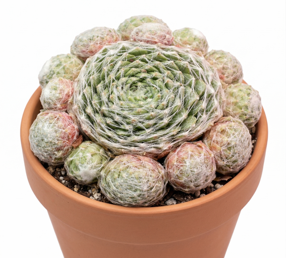 Close-up of a Sempervivum 'Silver Angel' in a clay pot with a white background, green succulents, indoor succulents, succulent care guide, buy succulents online