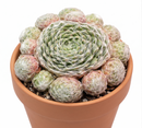 Close-up of a Sempervivum 'Silver Angel' in a clay pot with a white background, green succulents, indoor succulents, succulent care guide, buy succulents online