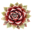 Sempervivum 'Soothsayer' in a plastic pot on a white background, green succulents, indoor succulents, succulent care guide, buy succulents online