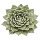 Sempervivum 'Soothsayer' in a plastic pot on a white background, green succulents, indoor succulents, succulent care guide, buy succulents online
